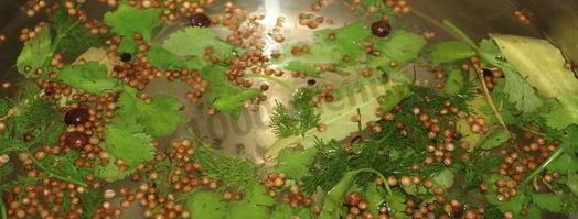 перец чили на зиму. Шаг 5