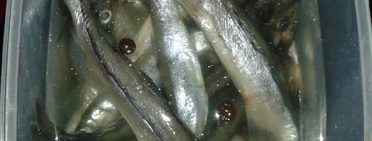 мойва малосольная. Шаг 4