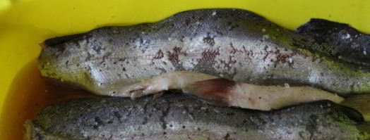 слабосоленая форель. Шаг 6