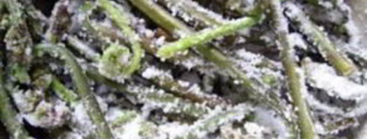 заготовка папоротника на зиму. Шаг 2