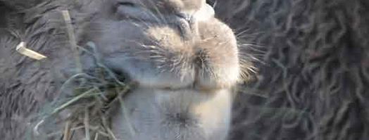 роллы по-русски. Шаг 38