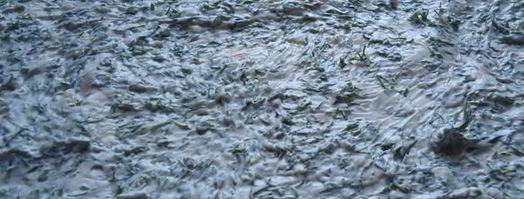 рулет из лаваша с семгой. Шаг 5