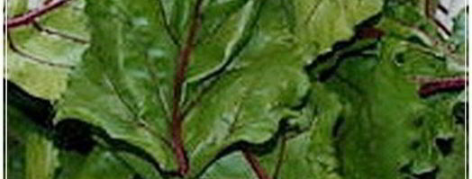 рулет из свекольной ботвы. Шаг 2