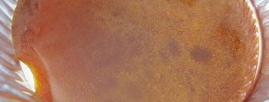 тарт татэн. Шаг 3